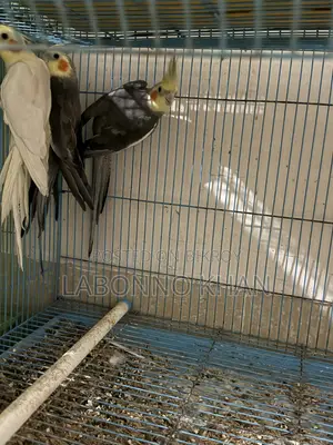 কোকাটেল পাখি বিক্রি হবে খাঁচা সহ
