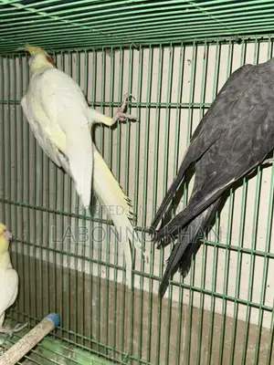 কোকাটেল পাখি বিক্রি হবে খাঁচা সহ