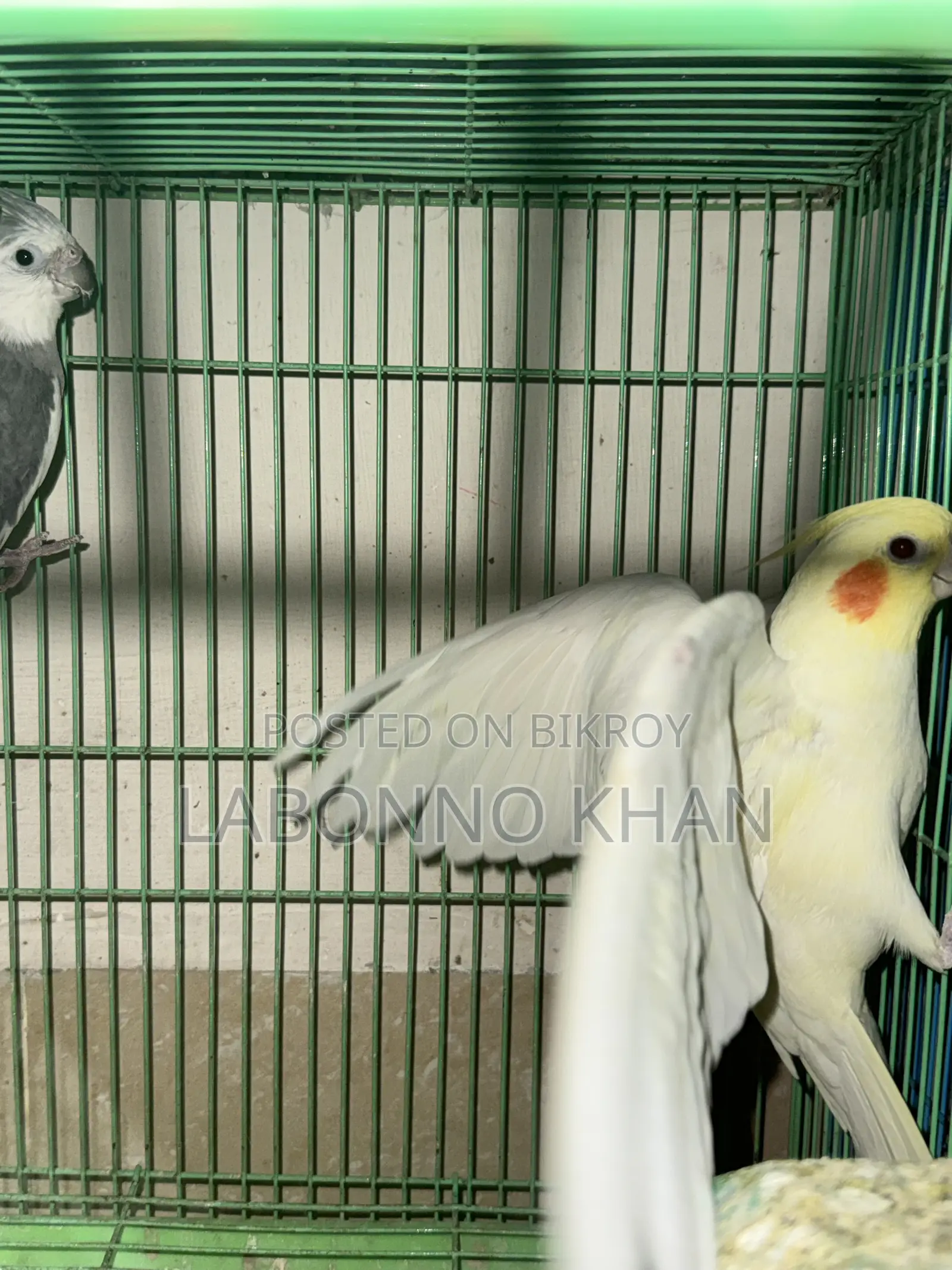 কোকাটেল পাখি বিক্রি হবে খাঁচা সহ