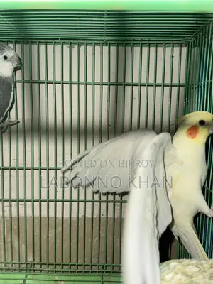 কোকাটেল পাখি বিক্রি হবে খাঁচা সহ