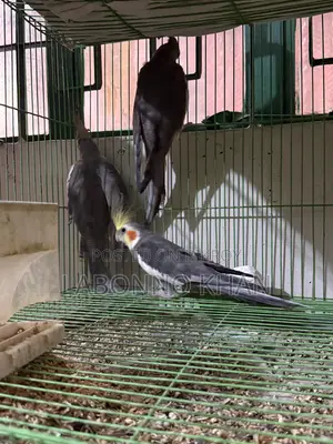 কোকাটেল পাখি বিক্রি হবে খাঁচা সহ