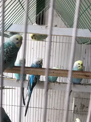 Budgie (Budgerigar)