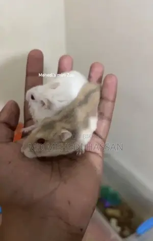 Winter White Hamster