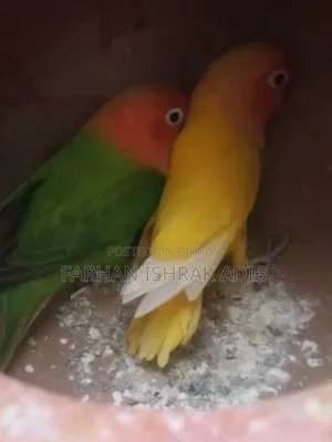 লাভ বার্ড প্রাপ্তবয়স্ক জোড়া