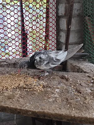 Pigeon babies for sale