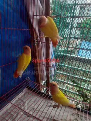 সুপিরিয়র লুটিনো ওপারলাইন লাভ বার্ড