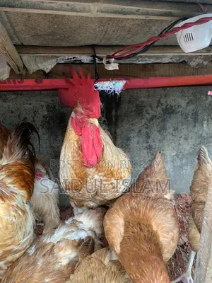 রানিং টাইগার মুরগি