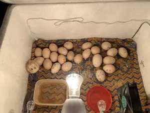 ইনকিউবেটর মেশিন