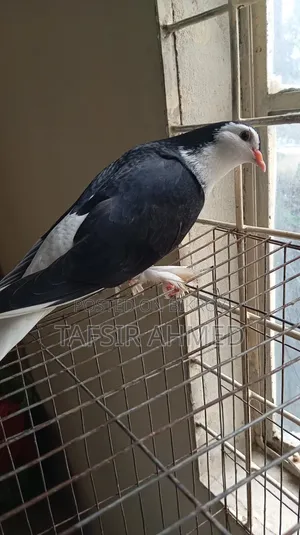 Lahori 2.5-Month-Old Female Pigeon
