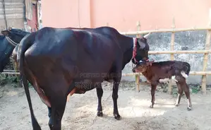 ১৪২৭ নং উন্নত জাতের গাভী বিক্রয় হবে।