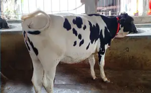 ১৪২৮ নং পোষার জন্য ভালো হবে বকনা গরু কিনুন।