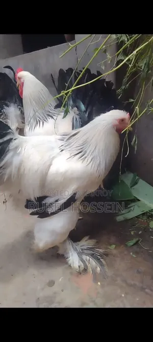 Silkie Brahma chicken for sale!!