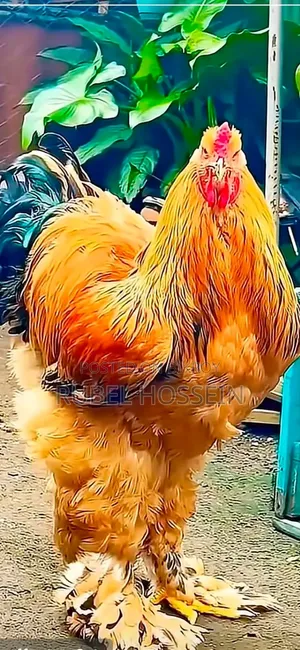 Silkie Brahma chicken for sale!!
