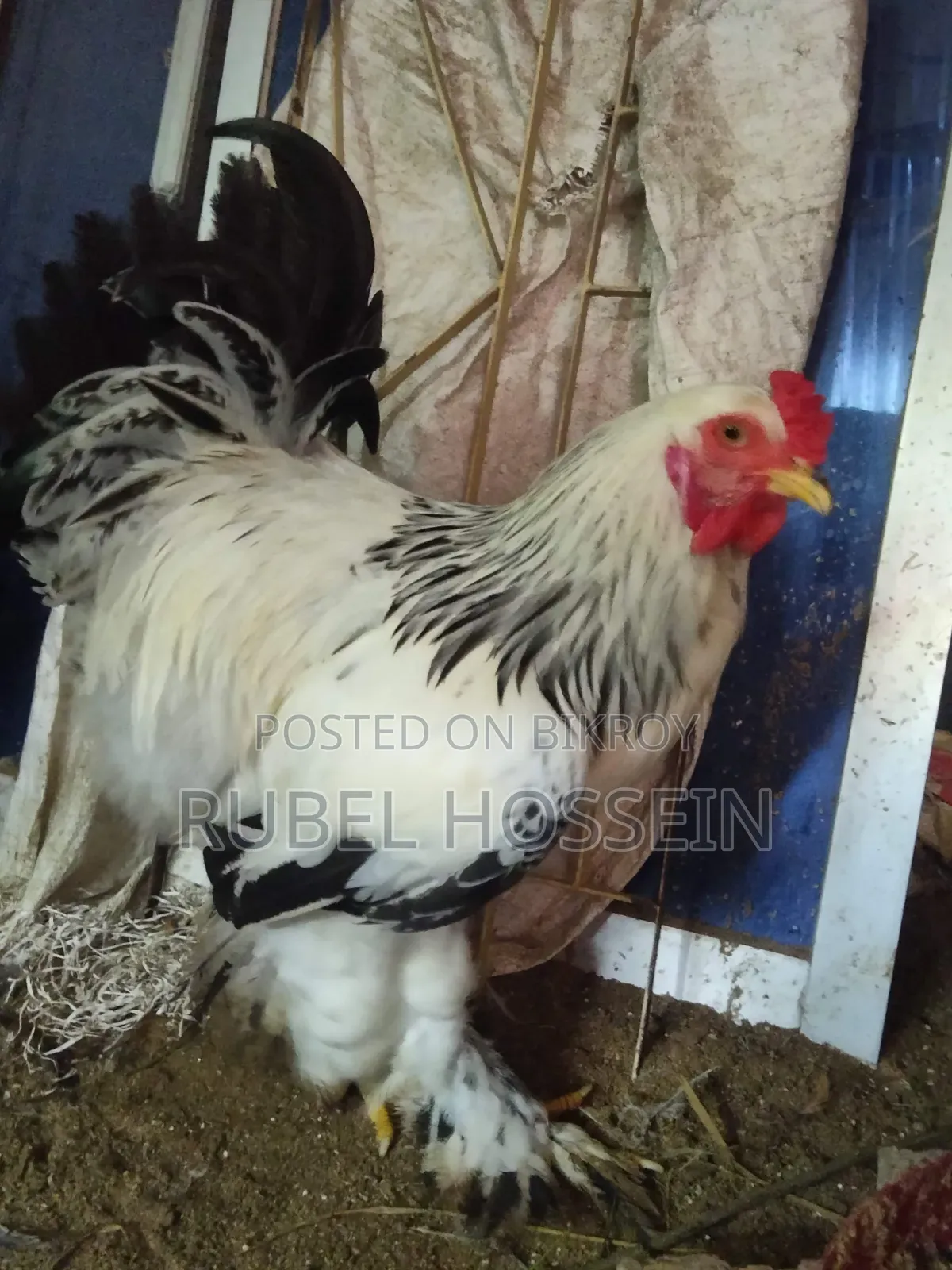 Silkie Brahma chicken for sale!!