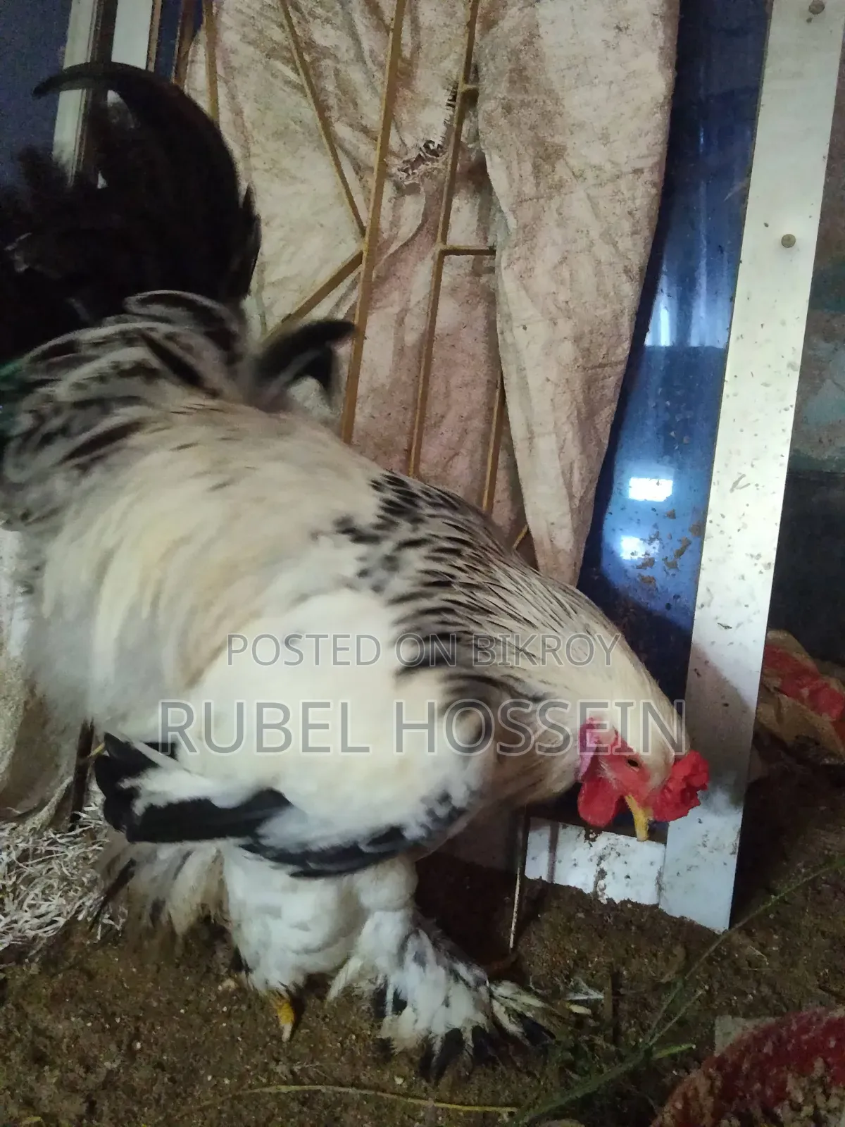 Silkie Brahma chicken for sale!!