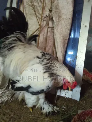 Silkie Brahma chicken for sale!!