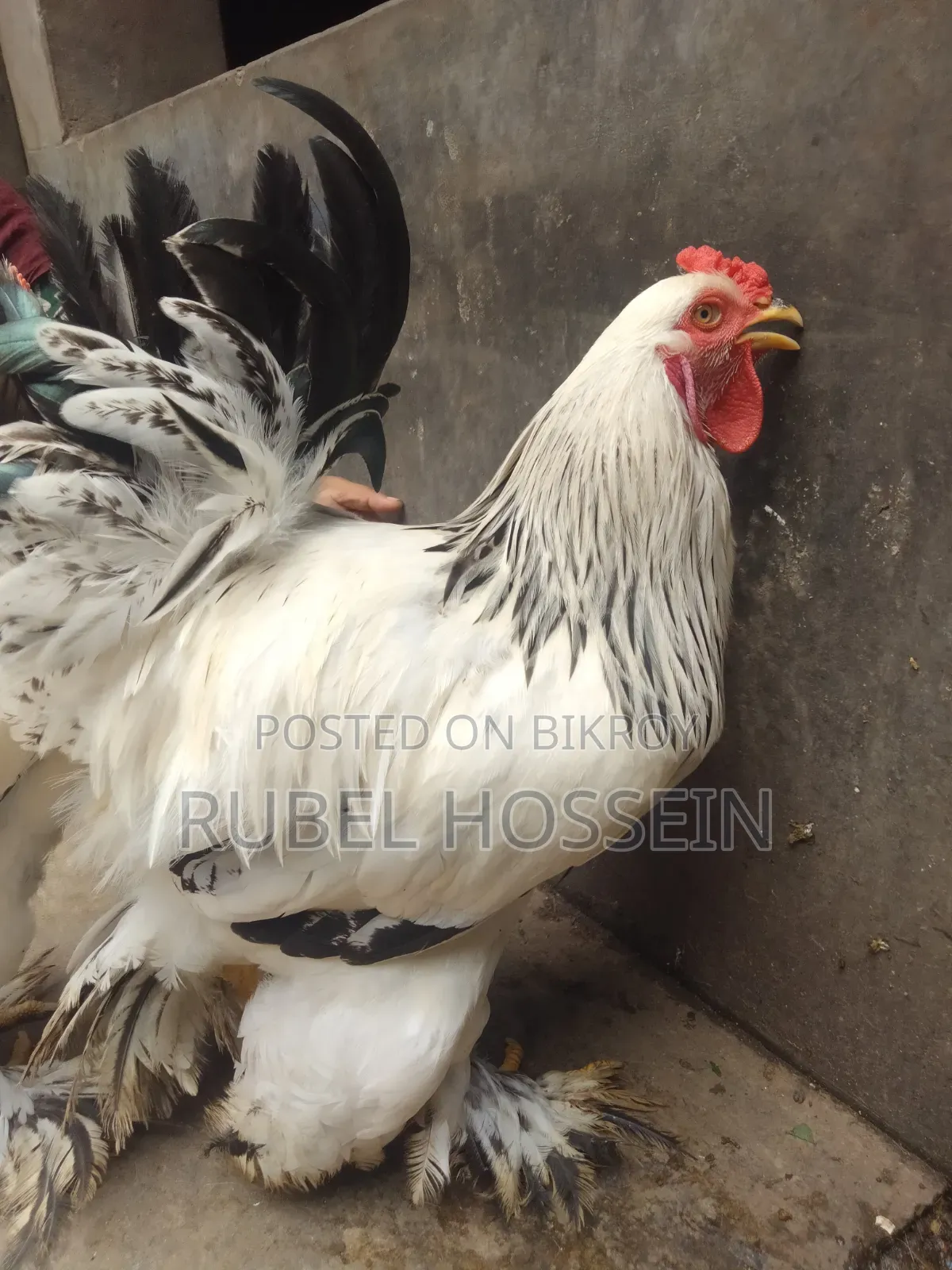 Silkie Brahma chicken for sale!!