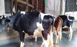 1429 No. High-Quality 3 Cows for Sale.
