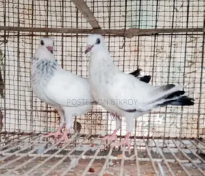 ইন্ডিয়ান কালদম বাচ্চা