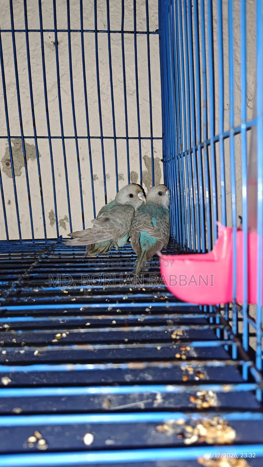 Budgie for sale