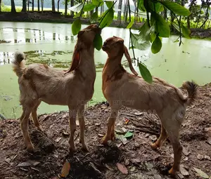 ১ জোড়া ছাগলের বাচ্চা
