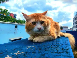 1+ Year Male Purebred Persian