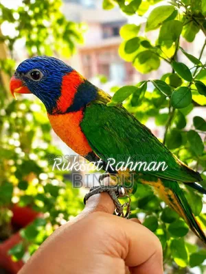Red Collar Lorikeet