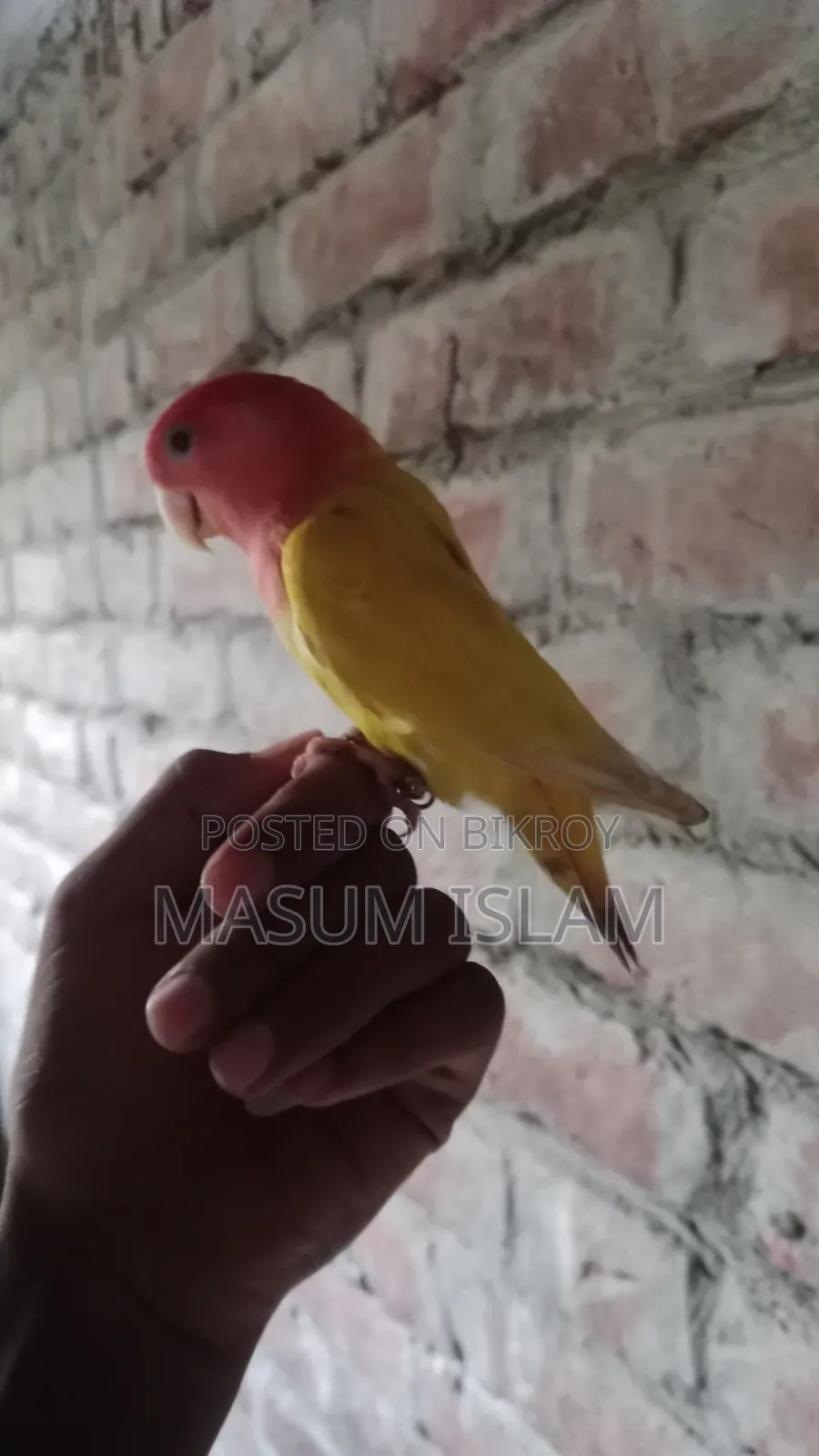 Love Bird