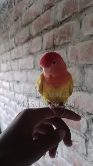 Love Bird