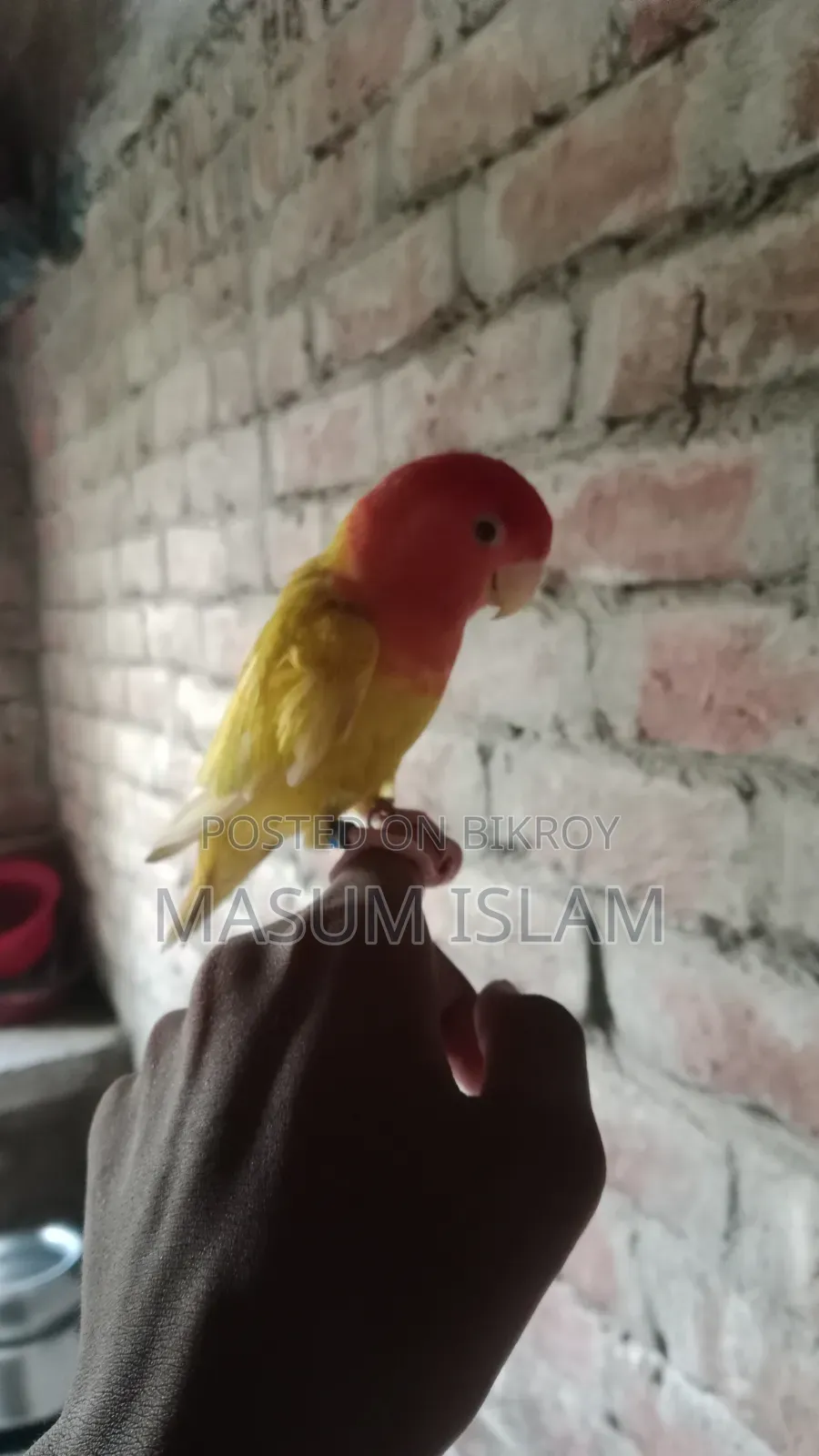 Love Bird