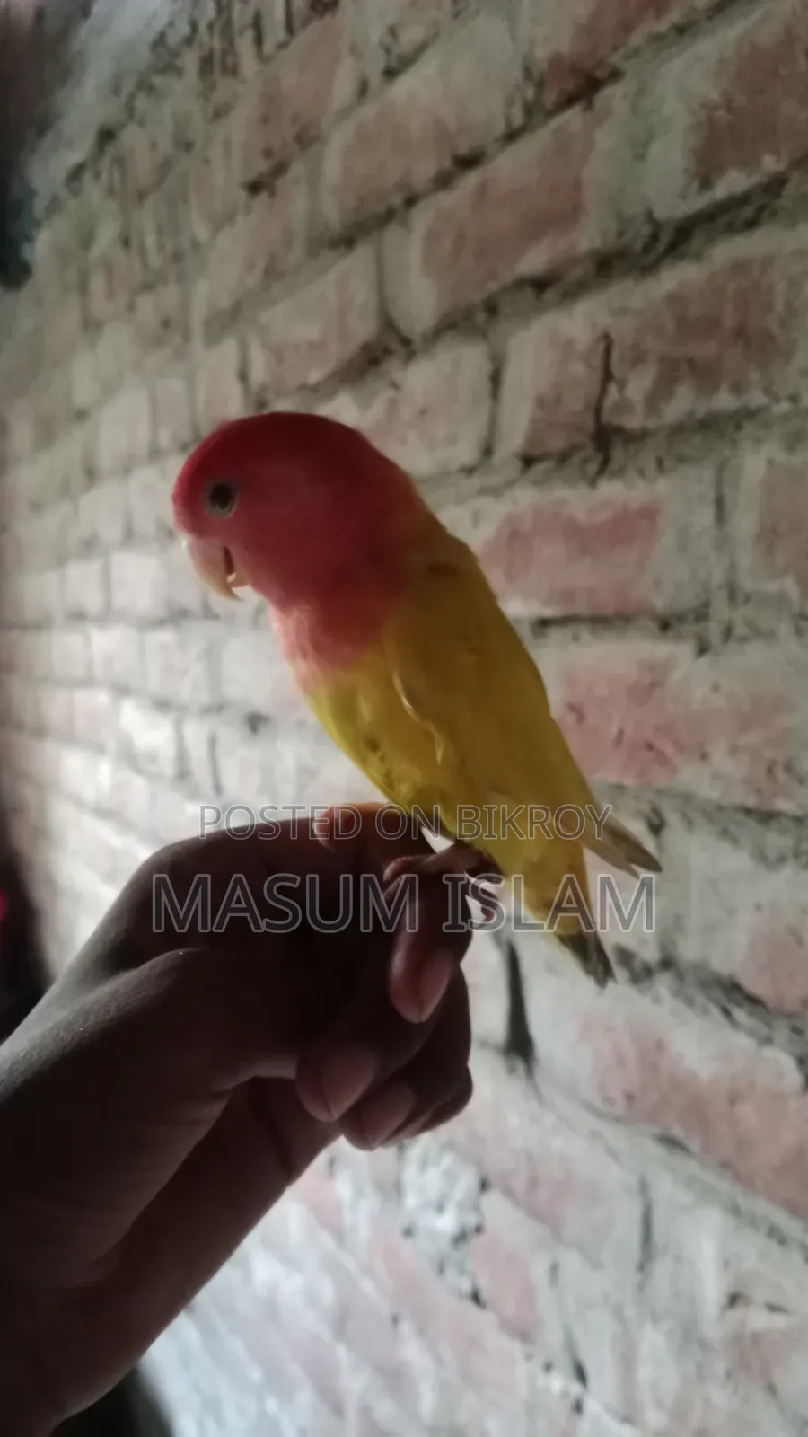 Love Bird