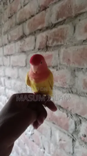 Love Bird
