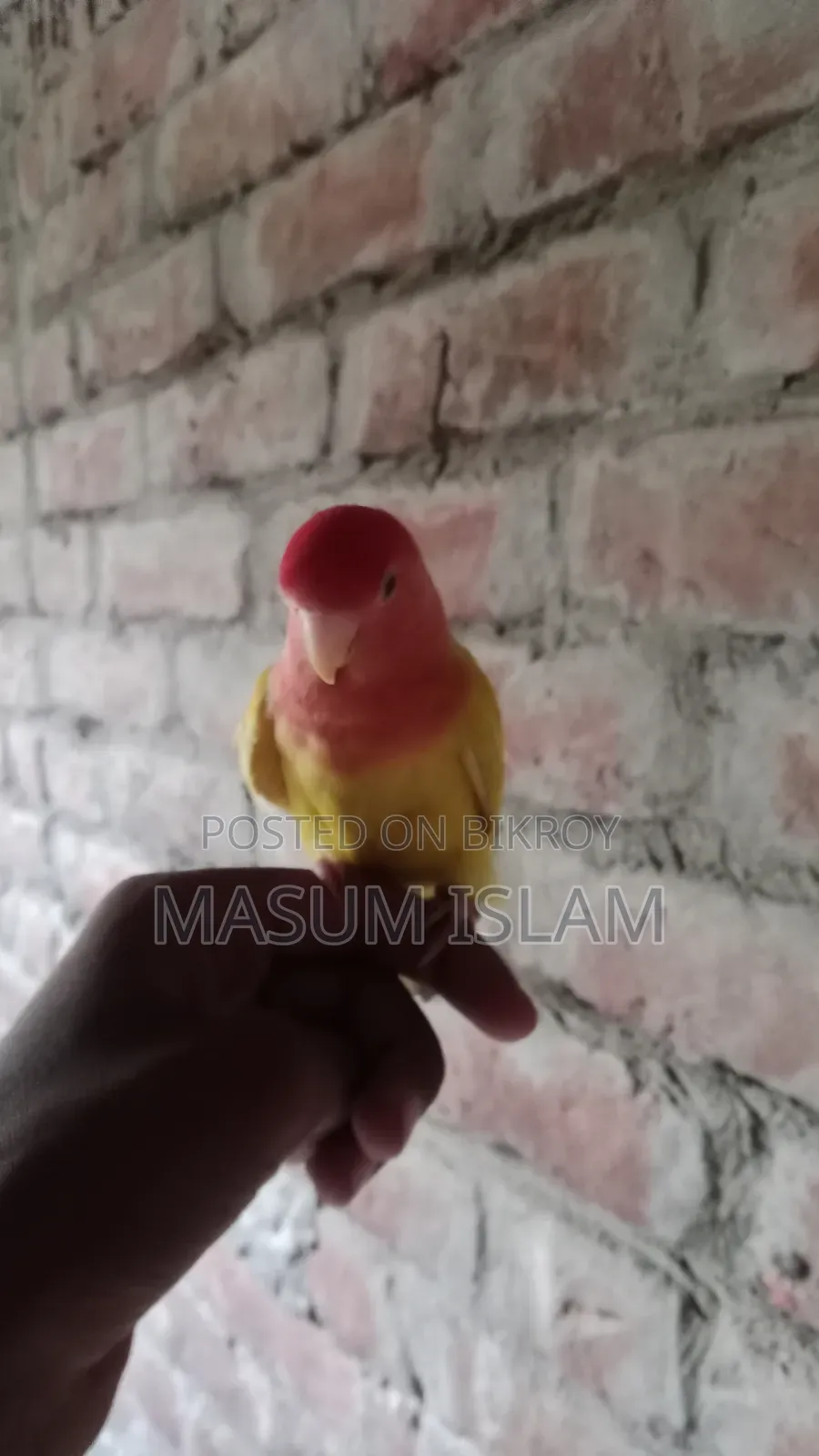 Love Bird