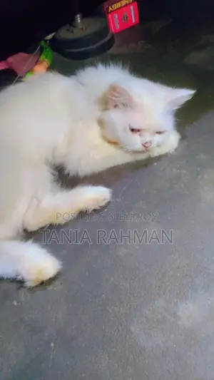 6-12 Months Female Purebred Persian