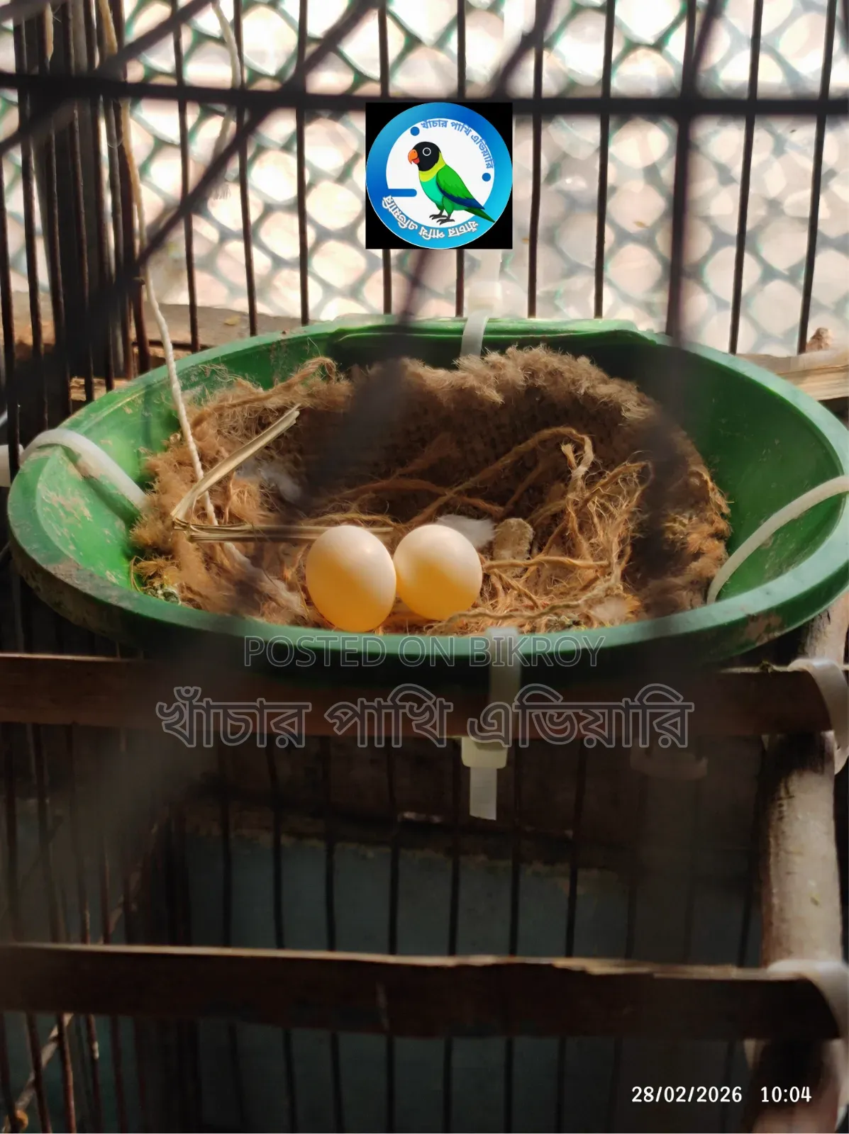 Diamond Dove ডায়মন্ড ডাব