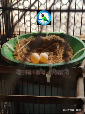 Diamond Dove ডায়মন্ড ডাব
