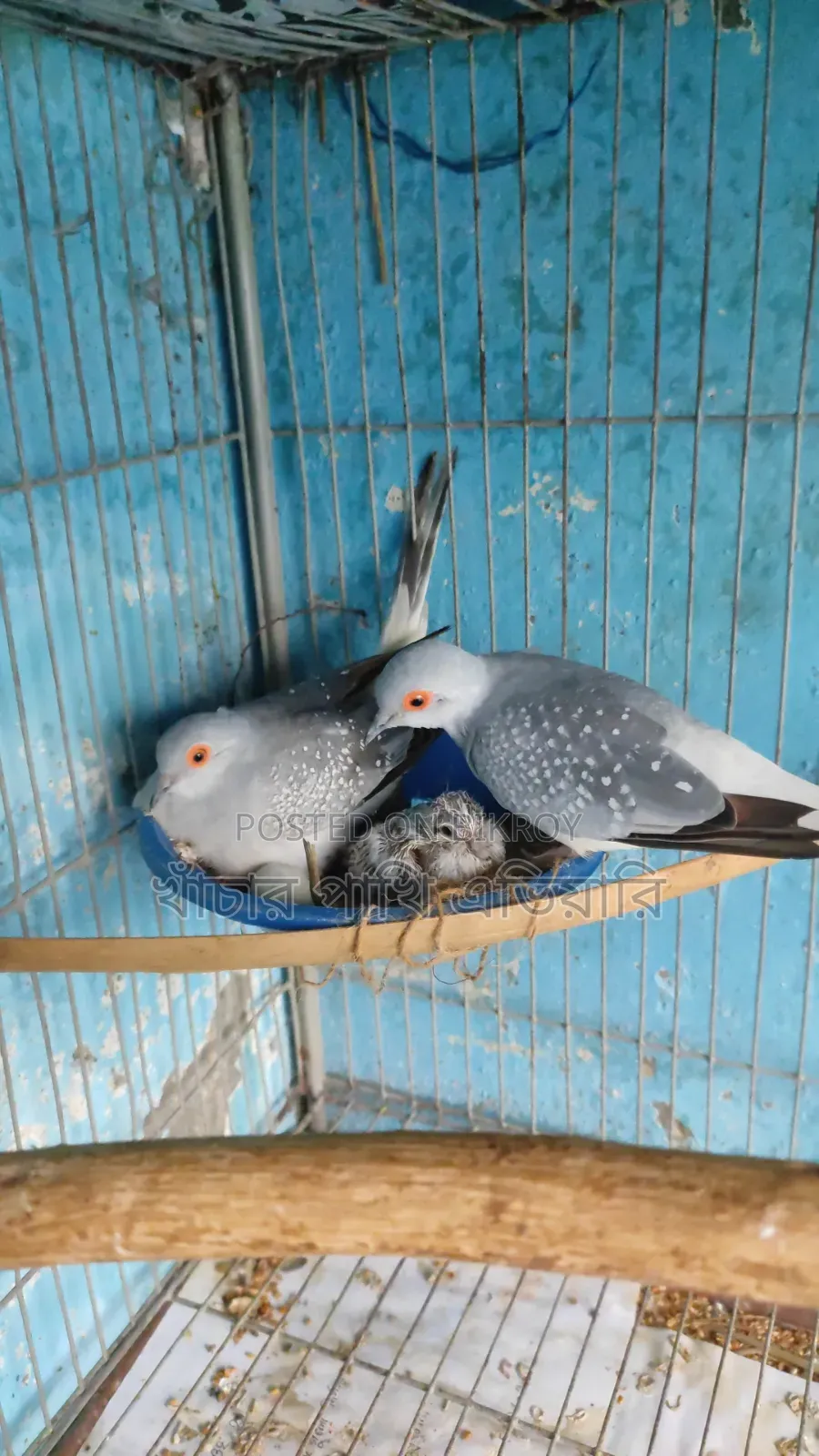 Diamond Dove ডায়মন্ড ডাব