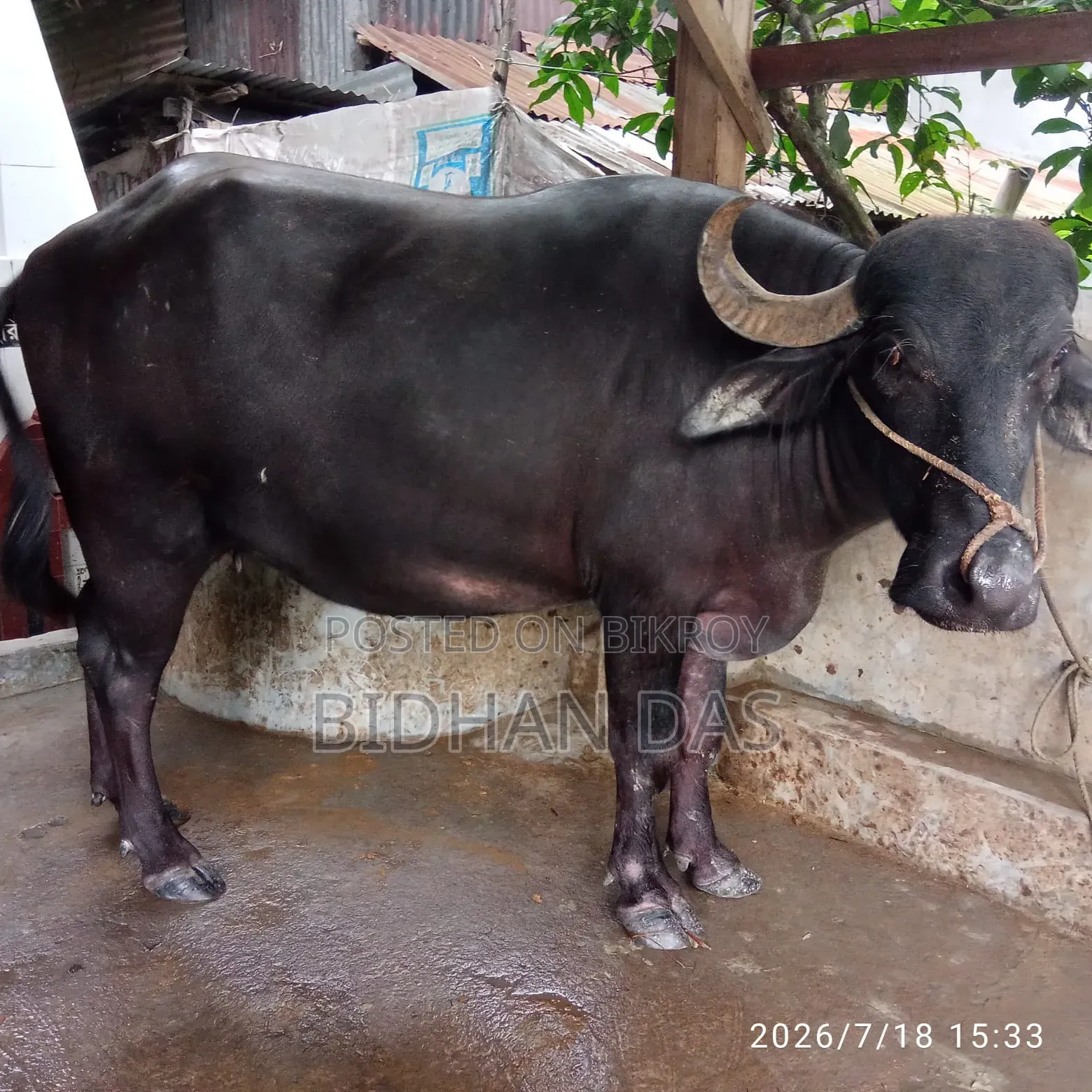 মুররা মহিষ বিক্রি করা হবে