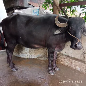 মুররা মহিষ বিক্রি করা হবে