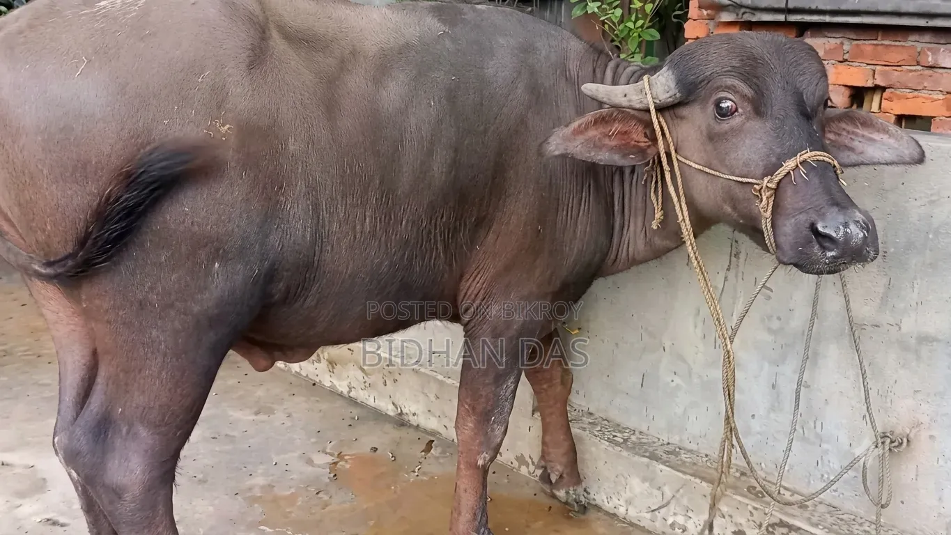 মুররা মহিষ বিক্রি করা হবে