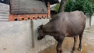 মুররা মহিষ বিক্রি করা হবে