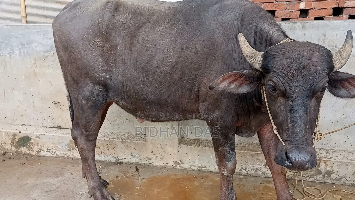 মুররা মহিষ বিক্রি করা হবে