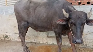 মুররা মহিষ বিক্রি করা হবে