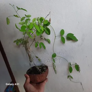 Oporajita