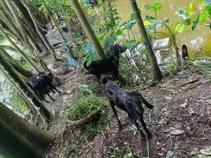 চারটিক ছাগল বিক্রয় করা হবে দুটি বকরি দুটি খাসি ক্রস