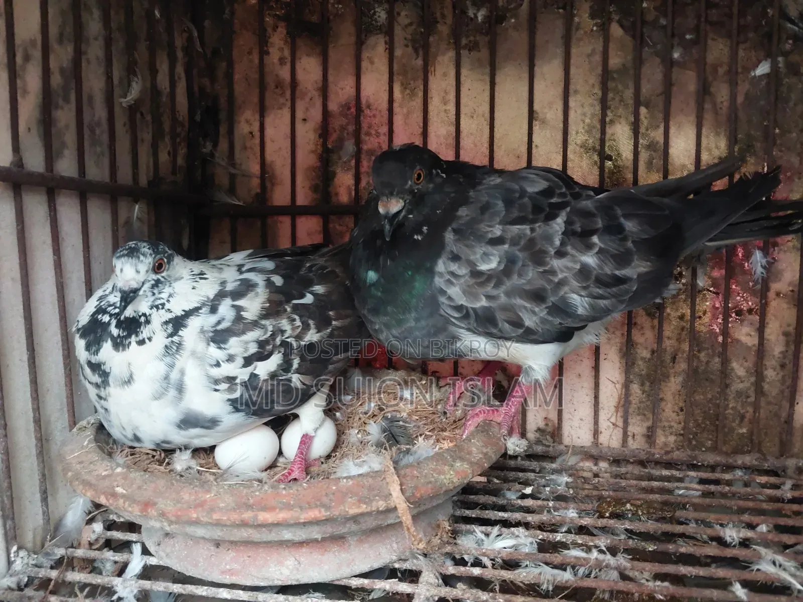 Pigeon for Sale