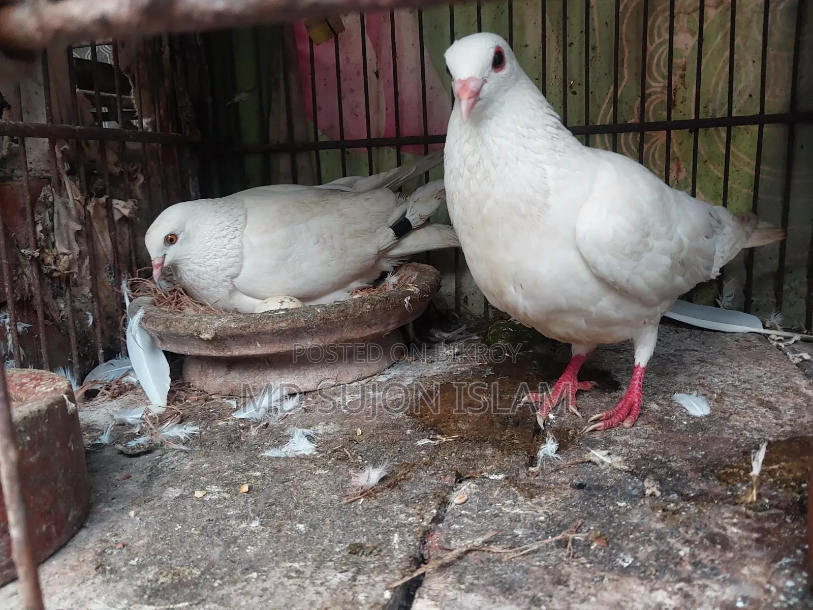 Pigeon for Sale