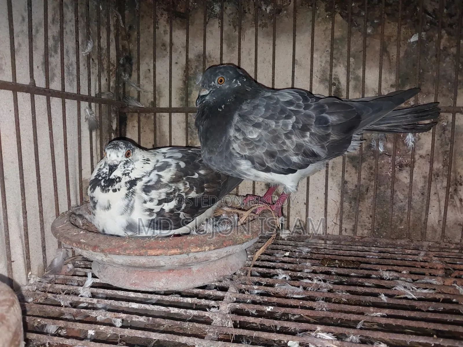 Pigeon for Sale