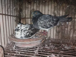 Pigeon for Sale