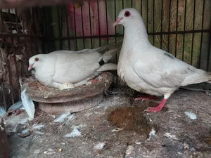 Pigeon for Sale